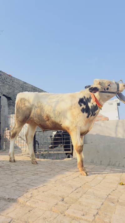 Breeder 100% Pure Holstein Frisian