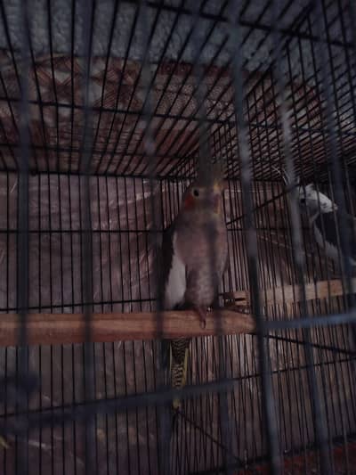 Breeder Grey Pied Cocktail Pair For Sale