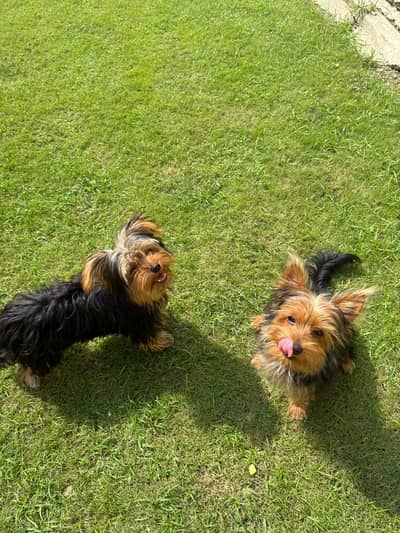 Yorkshire Terrier Pair