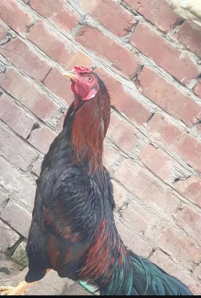 mianwali aseel lakha colour.