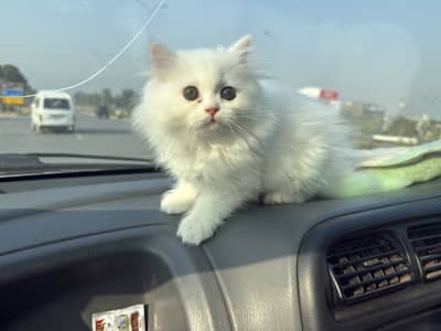 Persian kitten male