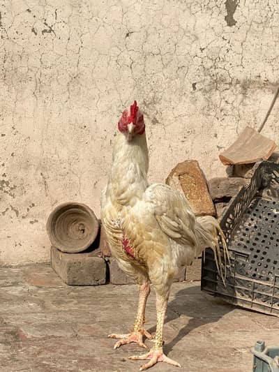 hera aseel male paper white