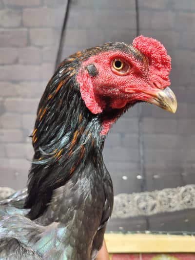 barmi and pokaye  home breed  number 03002322293