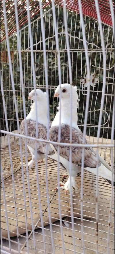 Red cherry pathi canfram male female