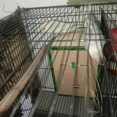 lovebird best opportunity qualitty bird