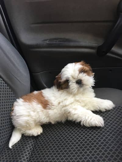 Shihtzu puppy available