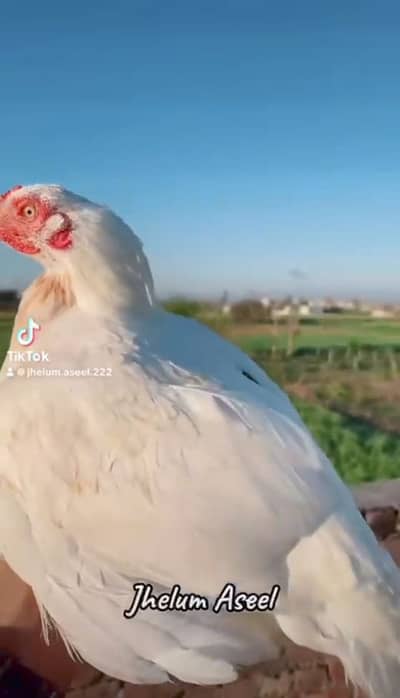 Cheeni madi for sale