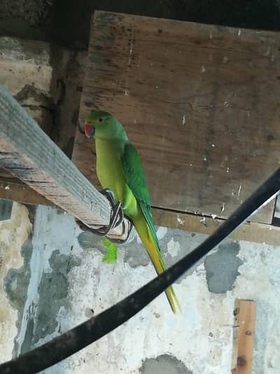 Healthy Parrot Available