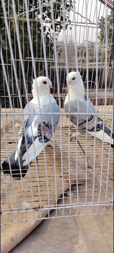 below sentient pathi male female canfram