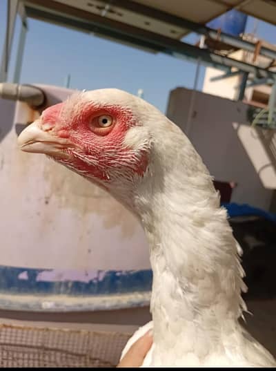 Heera aseel, heera qandhari, mushka