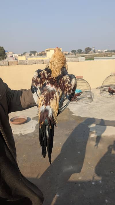 All breeder male A female