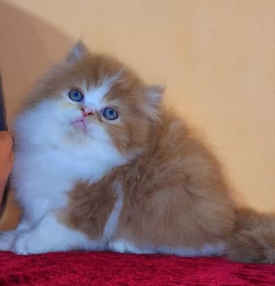 Punch face triple coated kitten available now