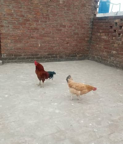 Ghar k palay Murgha or Murghi for sale