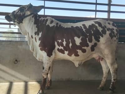 CHOLISTANI COW/BACHRI WITH BACHRA 03022110311