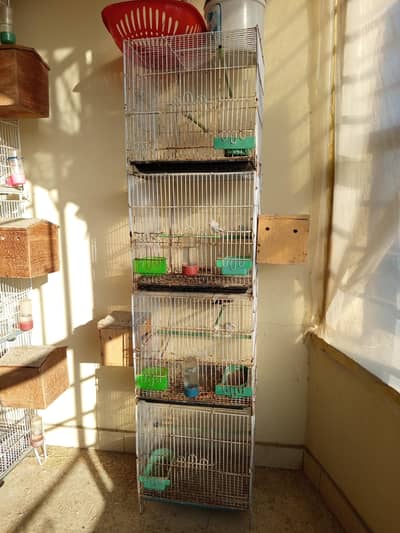 finches setup for sale