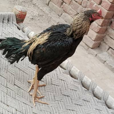 Thora kamzoor h lakin patha bhot acha ha . .