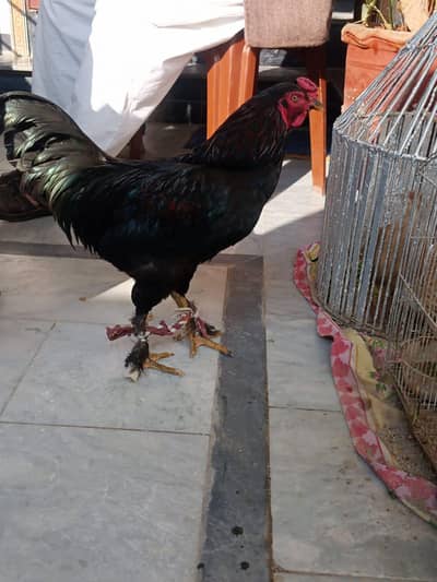 cock for sale