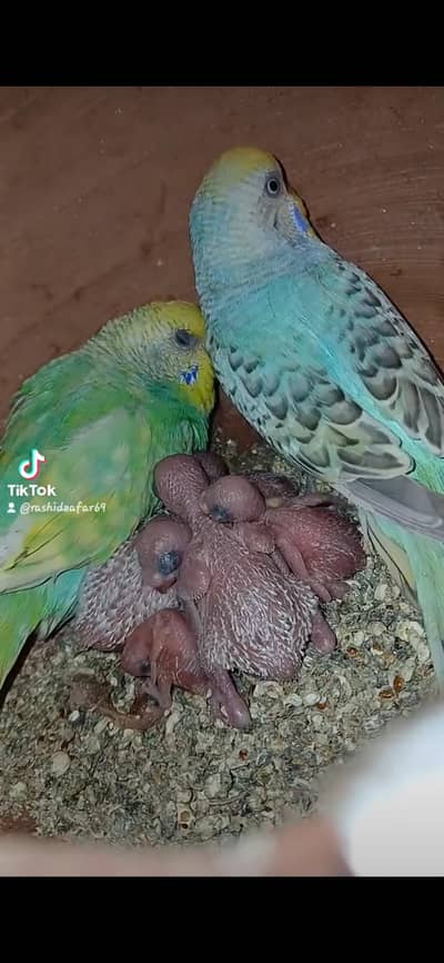 Rainbow  green and Blue