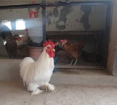 3 Bantam Hens (2 Male & 1 Female)