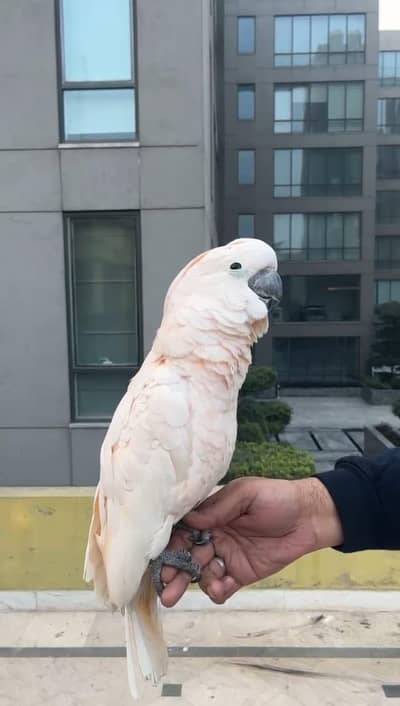 cockatoo / Amazon 03248847543