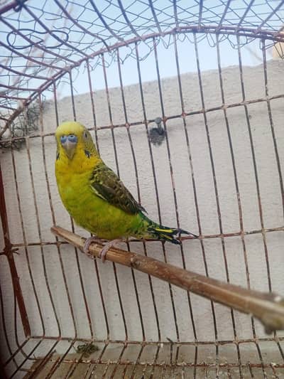 Budgie black wing patha