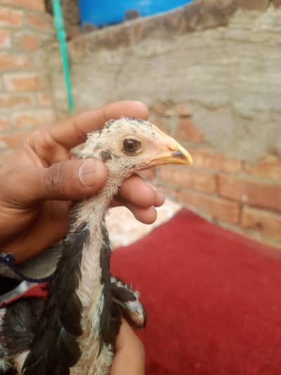 3chicks shamo+Thai aseel. 2black 1 White   2 male  1 female