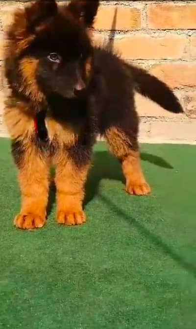 German shepherd puppy for sale