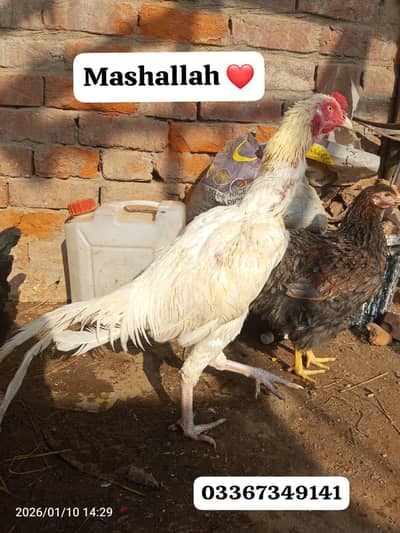 Aseel/Heera Aseel top quality male available. . . . . . 03367349141