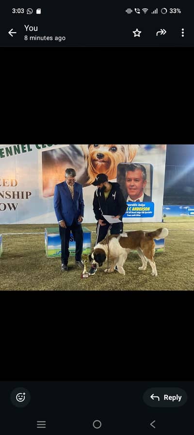 Pedigree Saint Bernard Male Dog | Imported Dog | Pure Breed