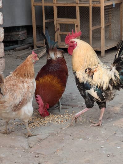 Desi Hens.