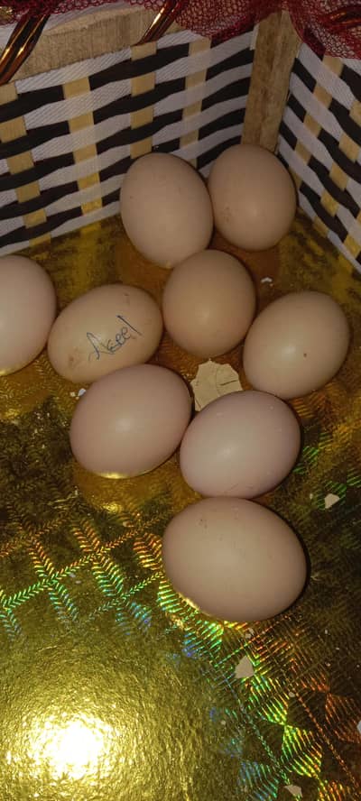 Lasani Aseel Eggs  10 eggs for sale