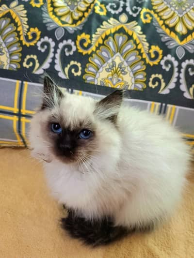 pure Himalayan kittens