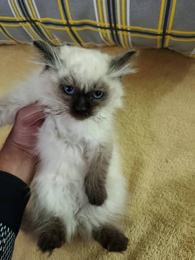pure Himalayan kittens