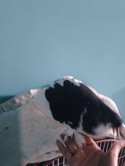 Hand Tame & King Male Birds | Finch Male | Iron Bird Cages for Sale