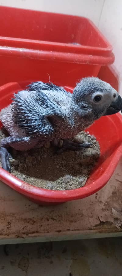 grey parrot chick available  karachi breed