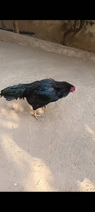 Aseel morgah far sal