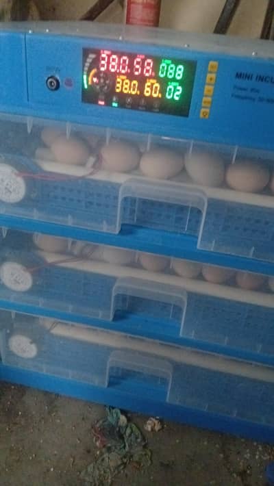 plymouth and misri chicks