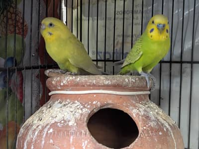 AUSTRALIAN BREEDER PAIR