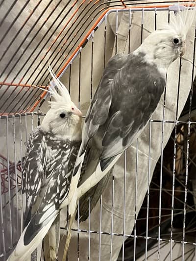 Cocktail Parrot Pair Eno Paid white pair 0331-6670700