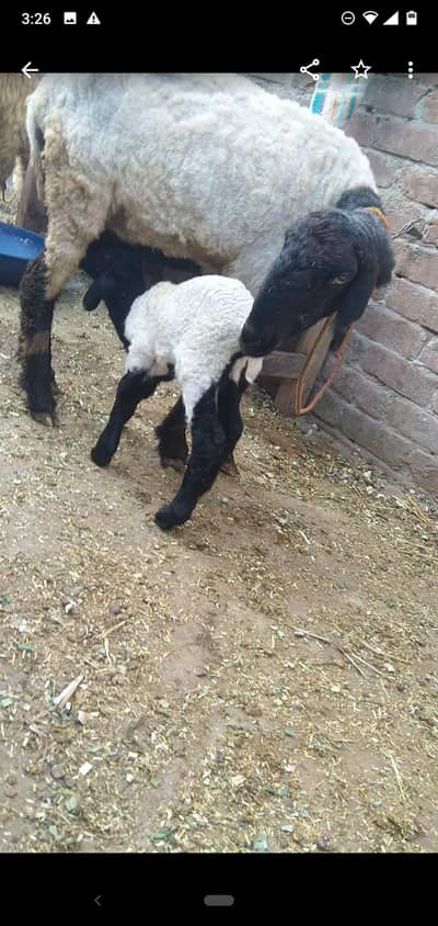 sheep with male kid 03234438191
