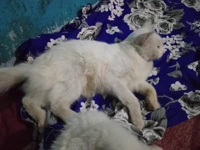 Russian Cat & Baby  blue eye