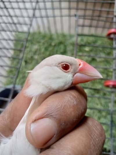 fown java or opal java