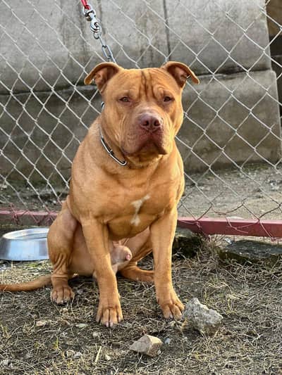 top quality non ped orange pitbull short size