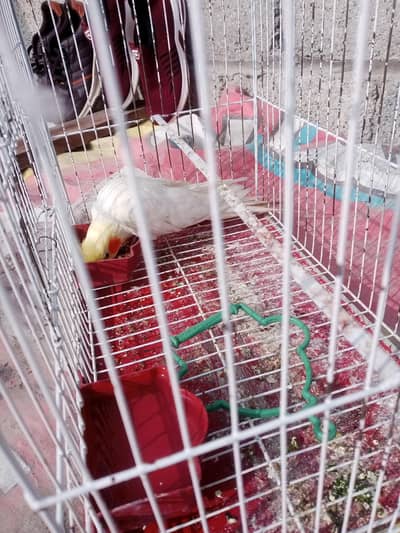 cockatiel common white