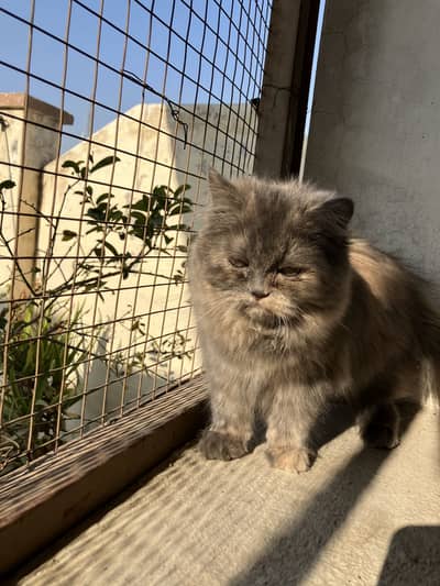 Male Female Kittens Persian Available