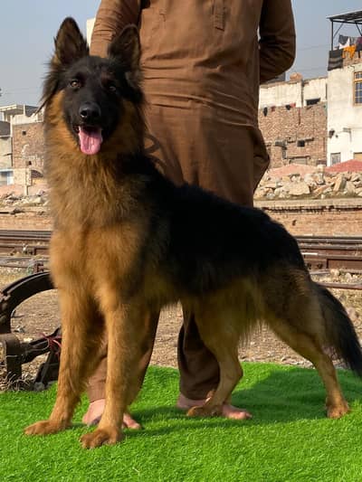 German Shepherd Dog | long coat Dog | Male Dog | GSD for sale