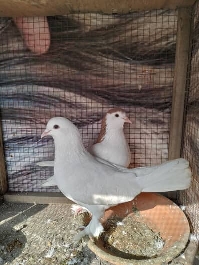 Shehrazi pair breeder