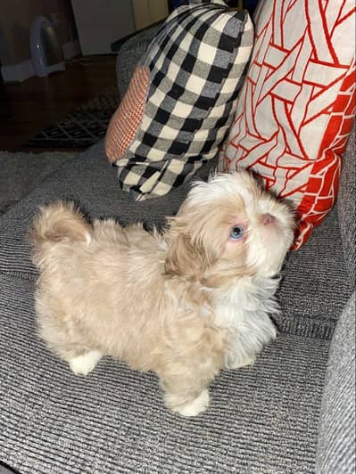 Shihtzu puppies 03075273683