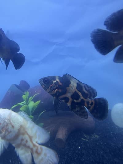 Oscar’s gurami bichir