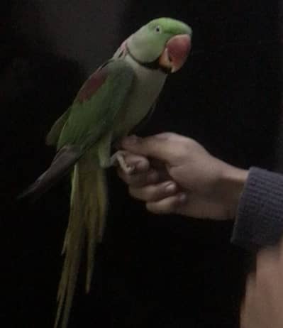 Hande tame parrot for sale